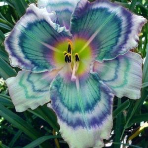 Meet your Posh Ambassador, Diane